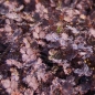 Preview: Acaena inermis 'Purpurea' - Purpur-Stachelnüsschen